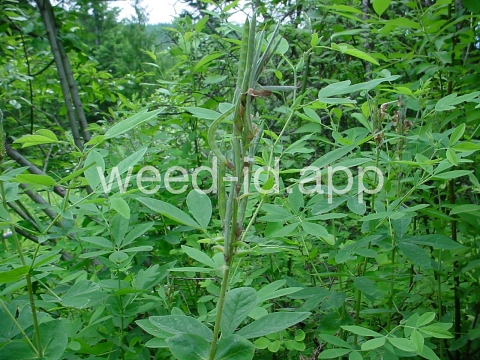 golden pea, mountain